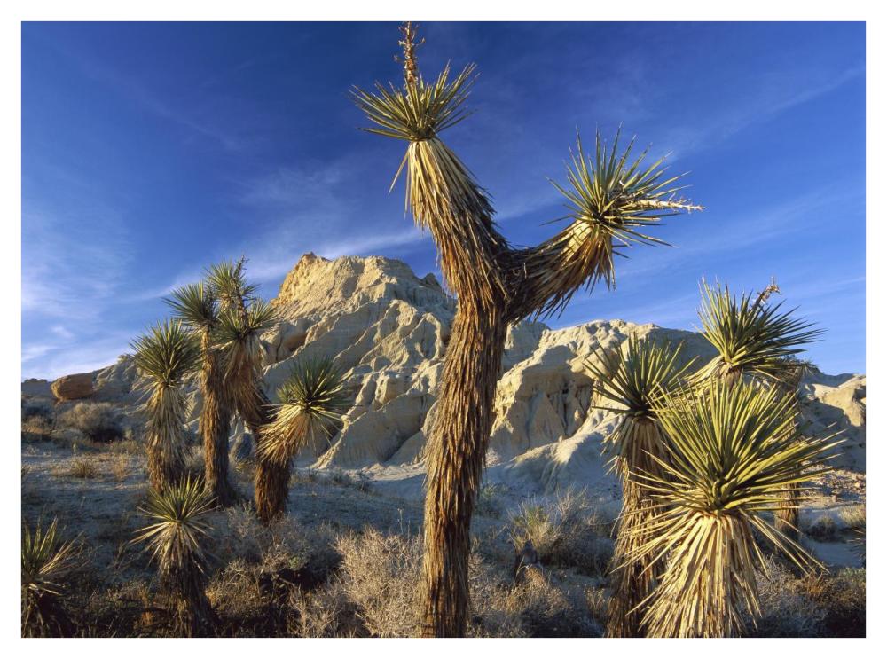 Joshua Trees In Red Rock Canyon State Park, California-Paper Art-42X32