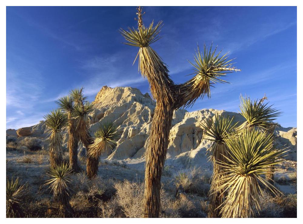 Joshua Trees In Red Rock Canyon State Park, California-Paper Art-50X38