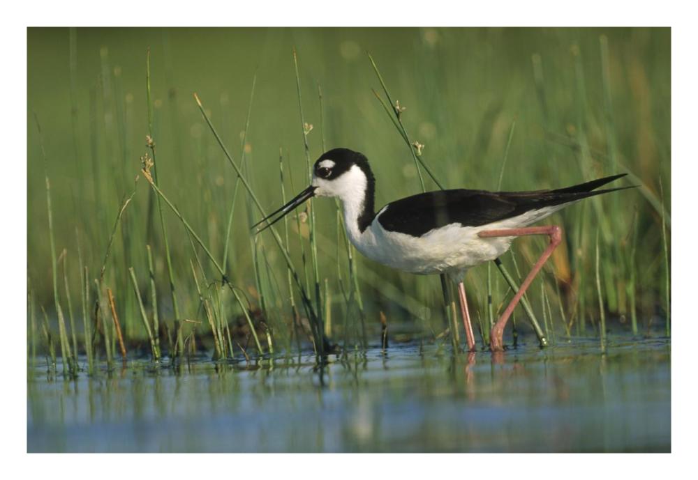 Black-Necked Stilt Wading Through Reeds, North America-Paper Art-26X18