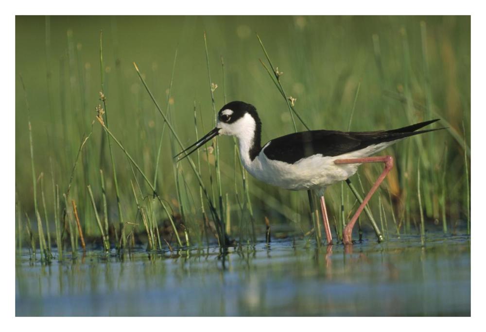 Black-Necked Stilt Wading Through Reeds, North America-Paper Art-32X22