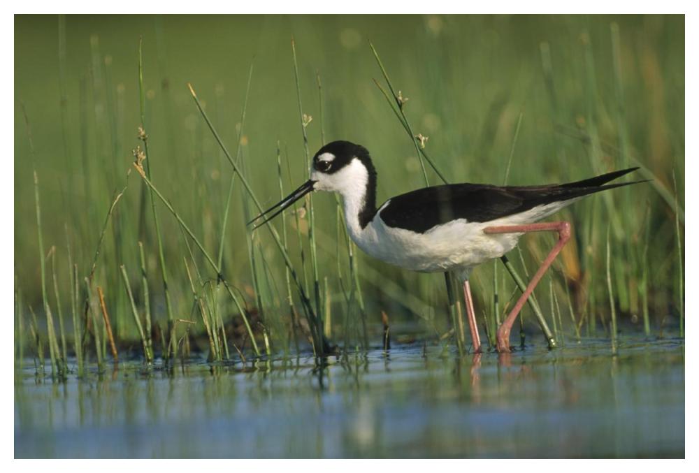 Black-Necked Stilt Wading Through Reeds, North America-Paper Art-50X34