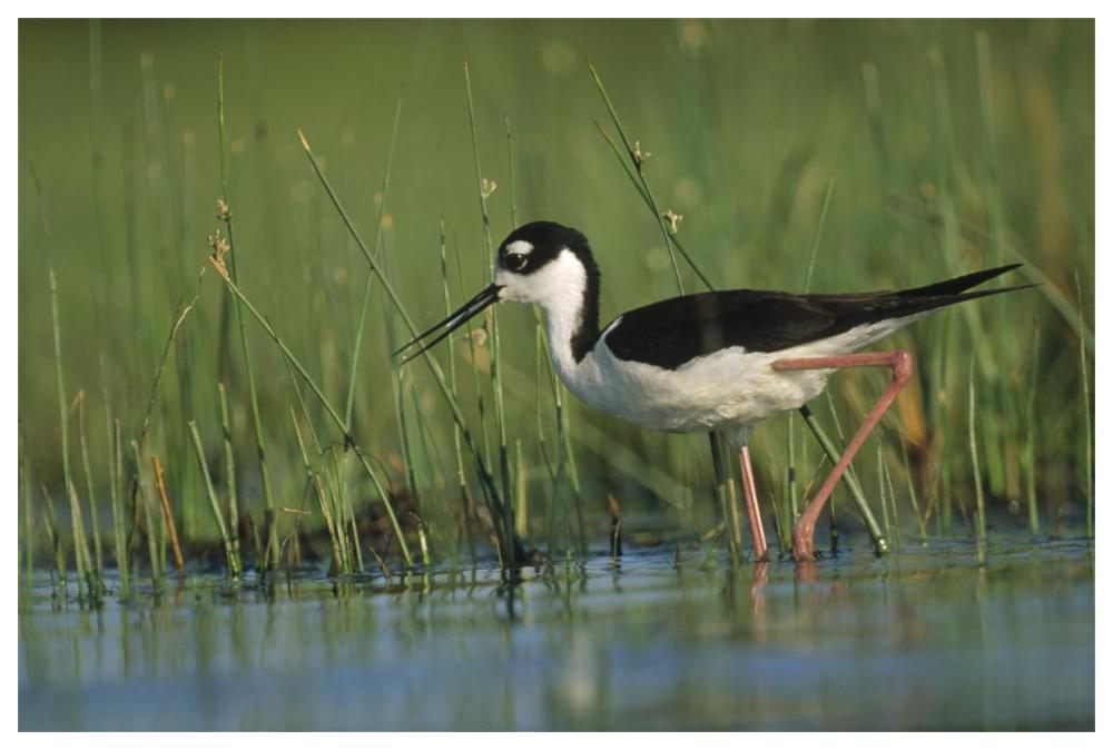 Black-Necked Stilt Wading Through Reeds, North America-Paper Art-62X42