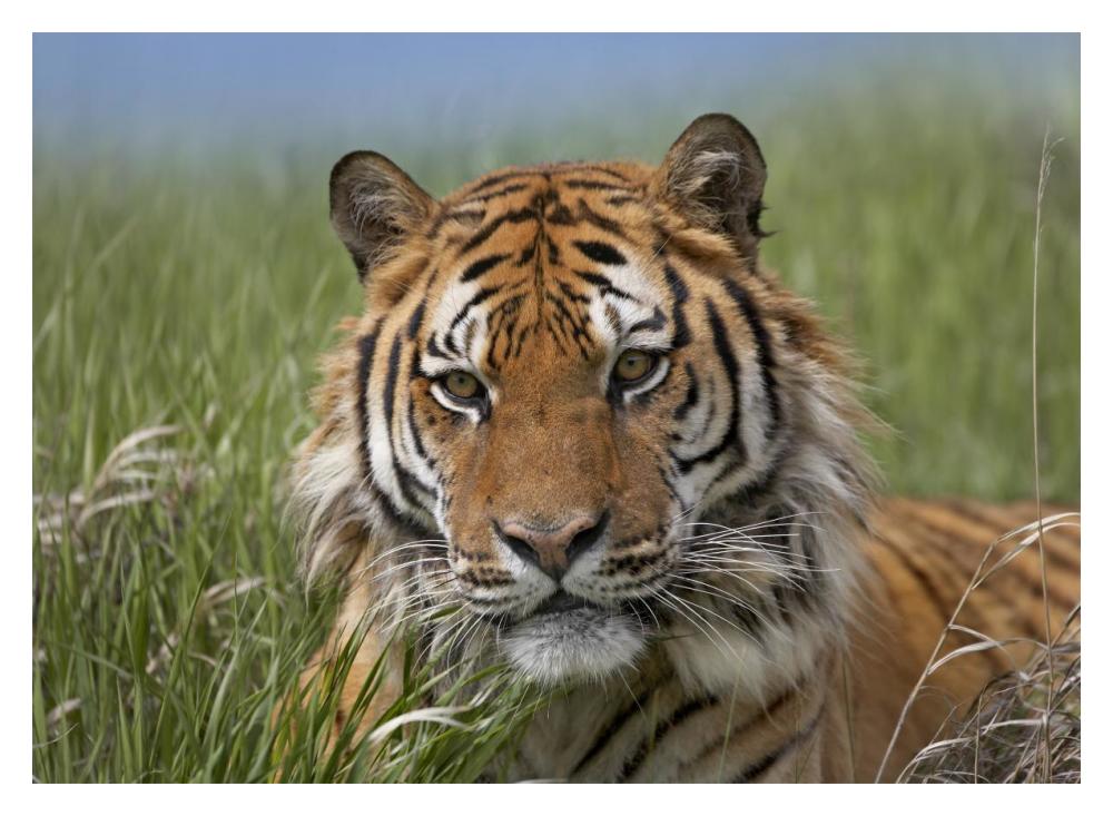 Siberian Tiger Portrait, Endangered, Native To Siberia-Paper Art-18X14