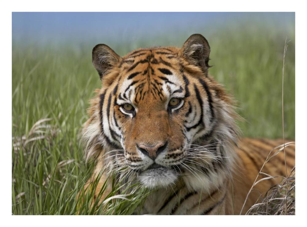 Siberian Tiger Portrait, Endangered, Native To Siberia-Paper Art-26X20