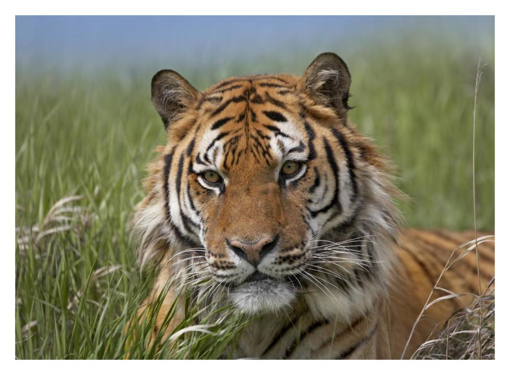 Siberian Tiger Portrait, Endangered, Native To Siberia-Paper Art-34X26