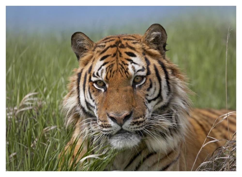 Siberian Tiger Portrait, Endangered, Native To Siberia-Paper Art-42X32