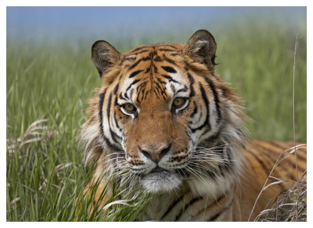 Siberian Tiger Portrait, Endangered, Native To Siberia-Paper Art-50X38