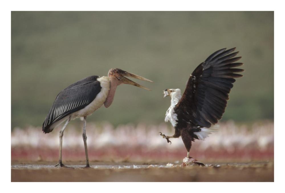 African Fish Eagle Quarreling With Marabou Stork Kenya-Paper Art-26X18