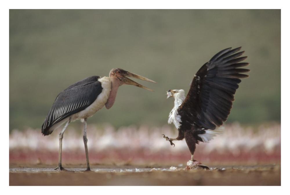 African Fish Eagle Quarreling With Marabou Stork Kenya-Paper Art-32X22