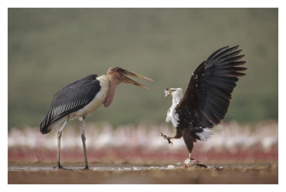 African Fish Eagle Quarreling With Marabou Stork Kenya-Paper Art-38X26