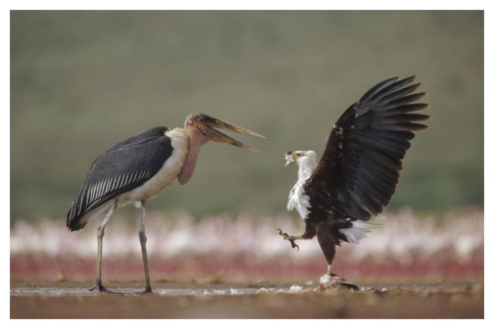African Fish Eagle Quarreling With Marabou Stork Kenya-Paper Art-50X34