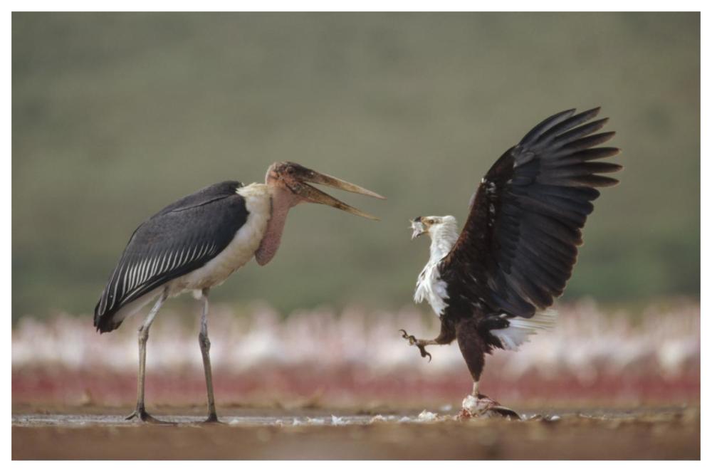 African Fish Eagle Quarreling With Marabou Stork Kenya-Paper Art-62X42