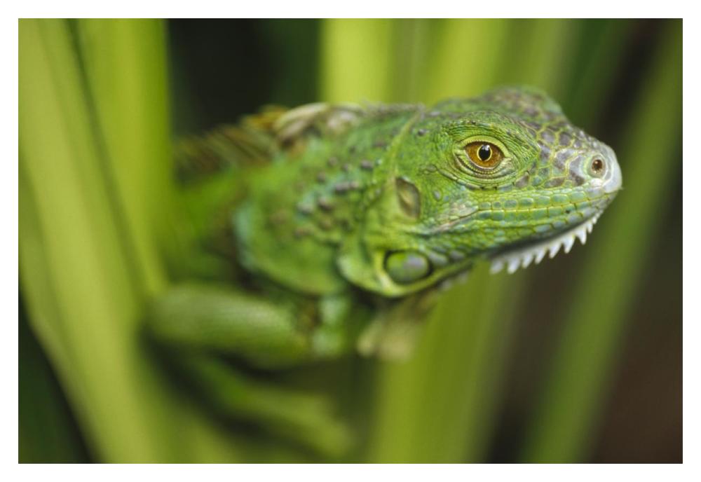 Green Iguana Amid Green Leaves, Roatan Island, Honduras-Paper Art-20X14