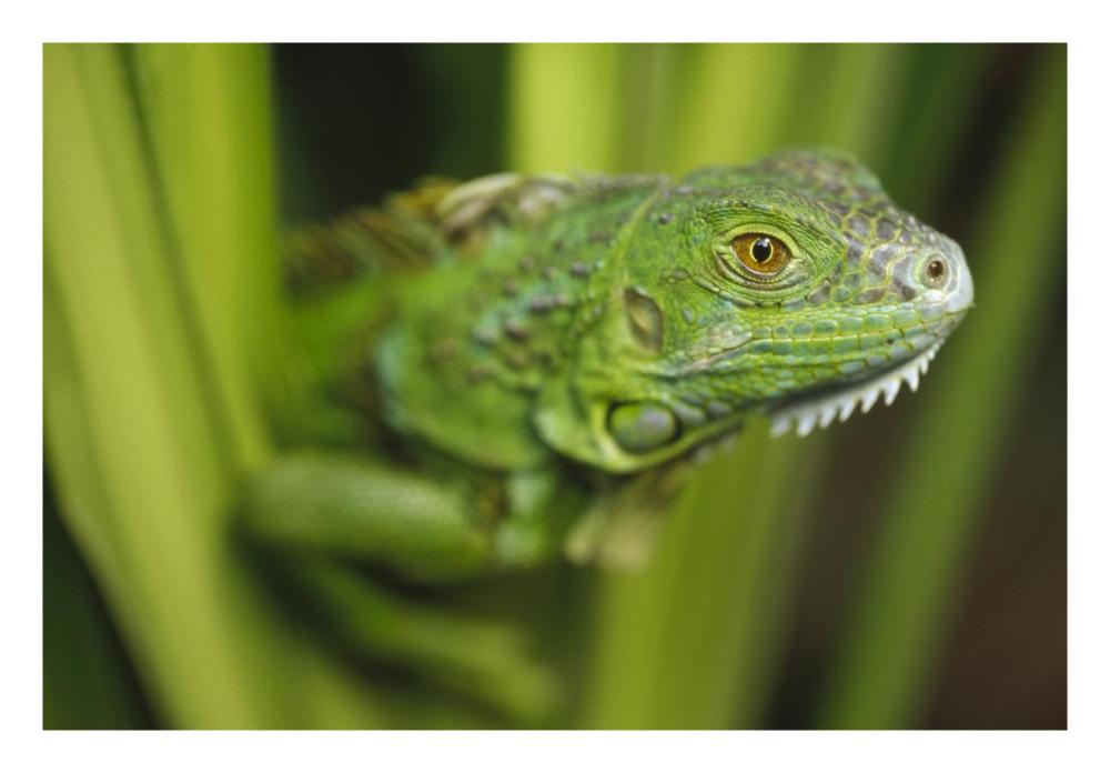 Green Iguana Amid Green Leaves, Roatan Island, Honduras-Paper Art-26X18