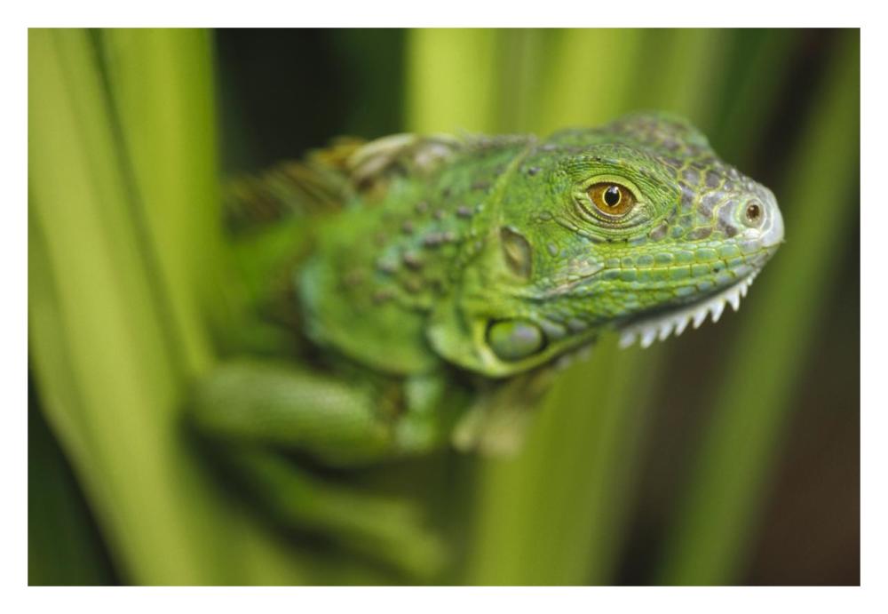 Green Iguana Amid Green Leaves, Roatan Island, Honduras-Paper Art-32X22