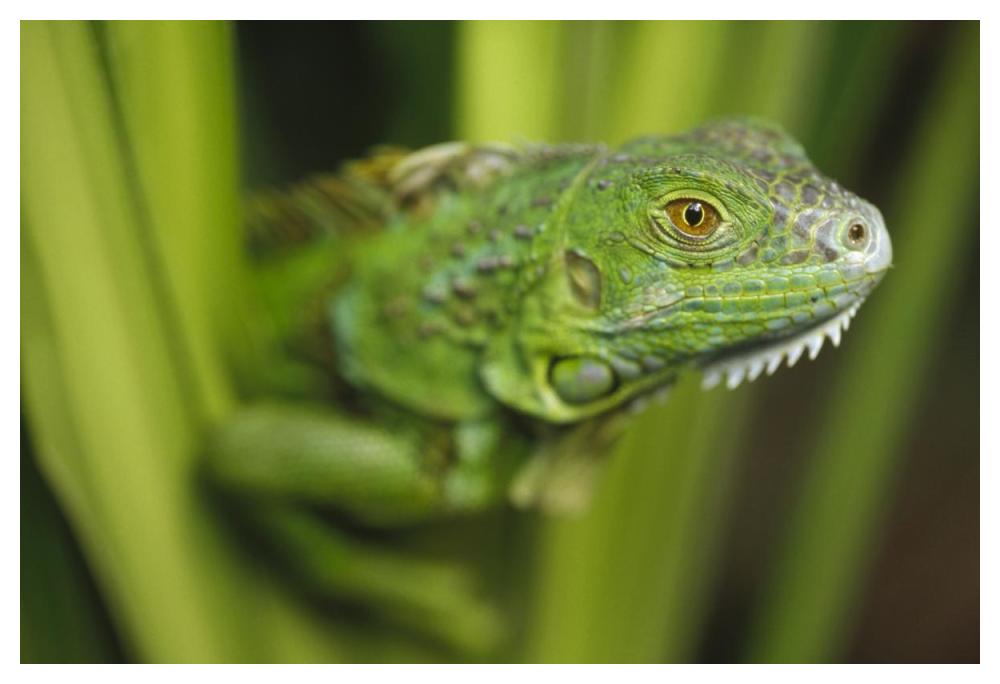 Green Iguana Amid Green Leaves, Roatan Island, Honduras-Paper Art-50X34