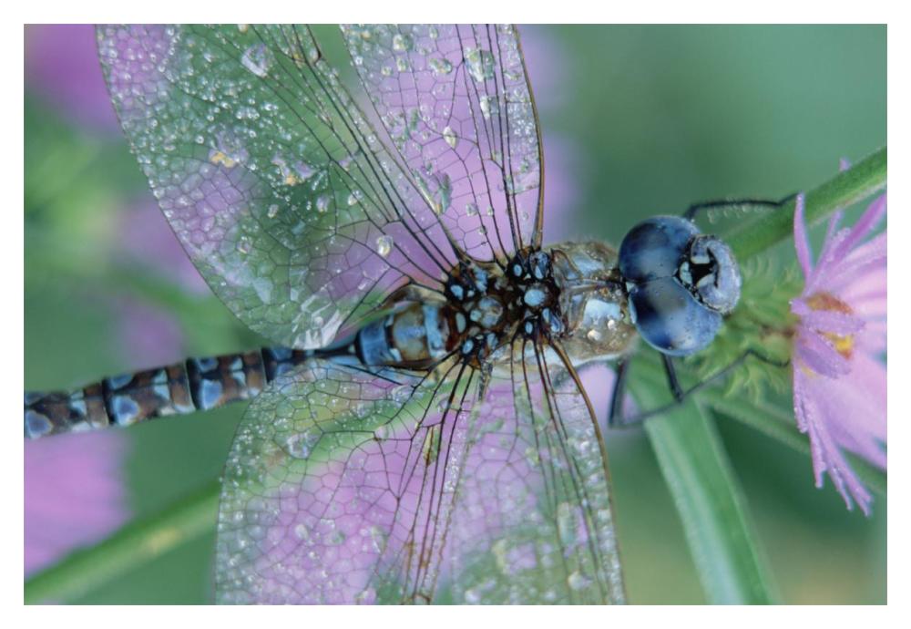 Southern Hawker Dragonfly Close-Up, On Stem, New Mexico-Paper Art-20X14