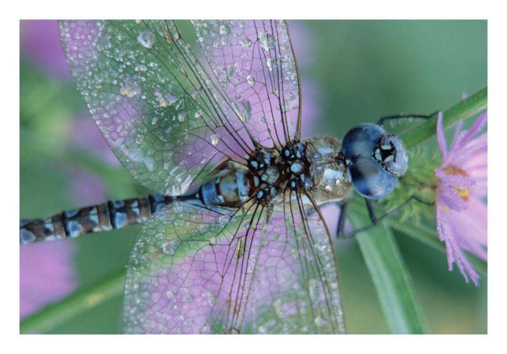 Southern Hawker Dragonfly Close-Up, On Stem, New Mexico-Paper Art-26X18