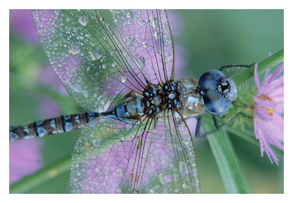 Southern Hawker Dragonfly Close-Up, On Stem, New Mexico-Paper Art-32X22