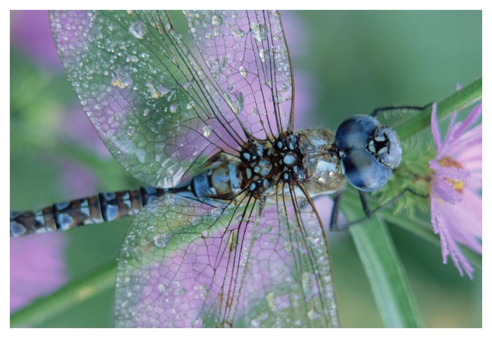 Southern Hawker Dragonfly Close-Up, On Stem, New Mexico-Paper Art-50X34