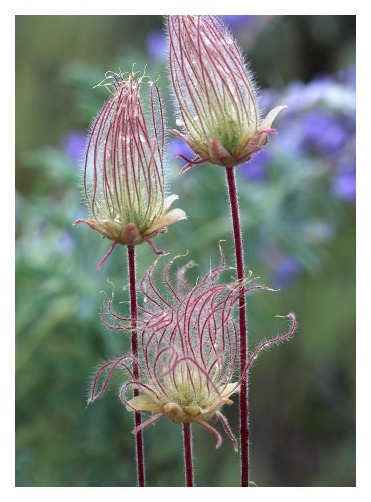 Prairie Smoke Okanagan Valley, British Columbia, Canada-Paper Art-14X18