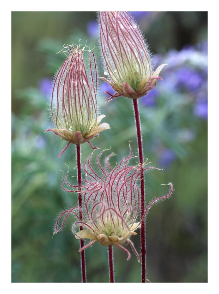 Prairie Smoke Okanagan Valley, British Columbia, Canada-Paper Art-20X26