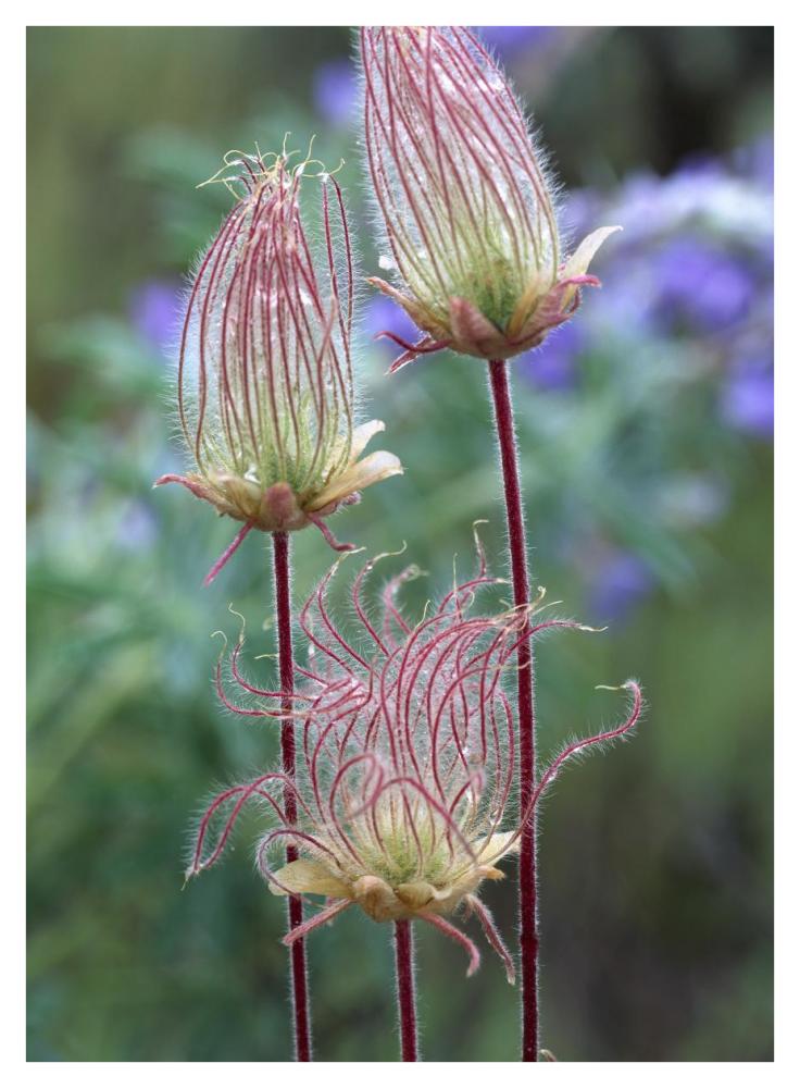 Prairie Smoke Okanagan Valley, British Columbia, Canada-Paper Art-32X42