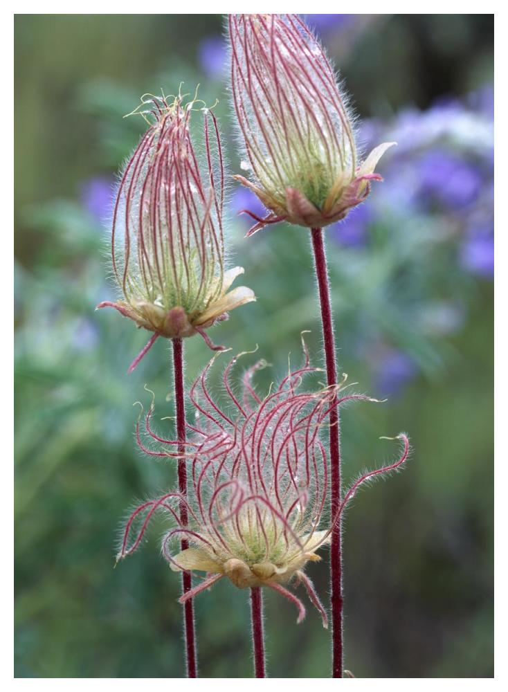 Prairie Smoke Okanagan Valley, British Columbia, Canada-Paper Art-38X50