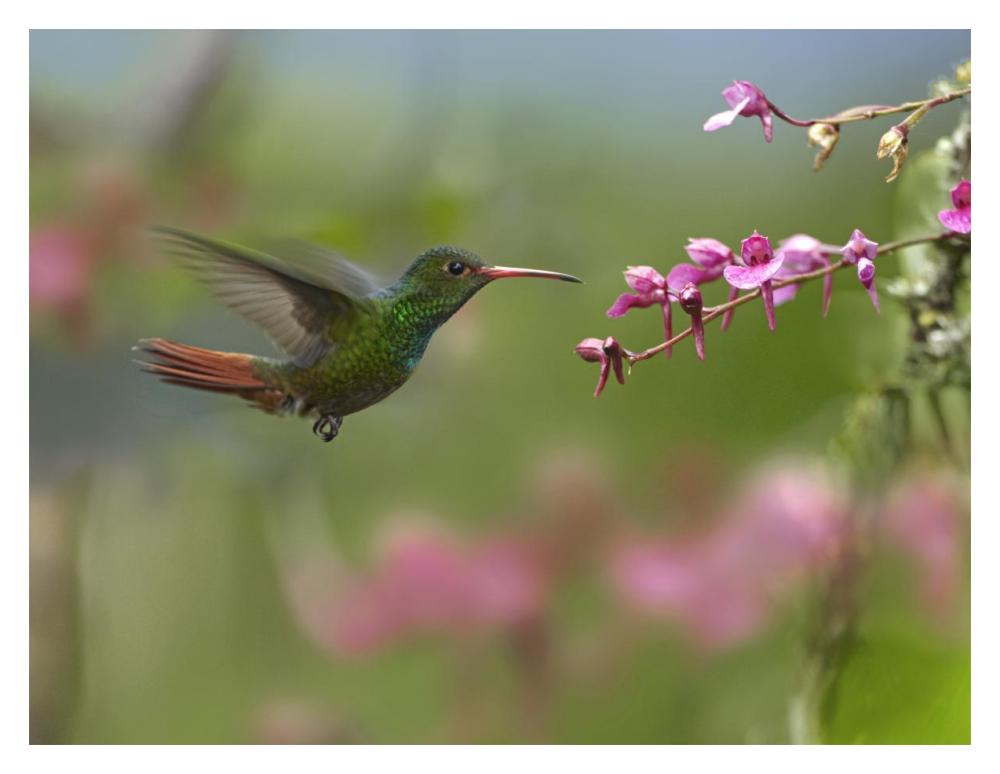 Rufous-Tailed Hummingbird Hovering Near Flower, Ecuador-Paper Art-18X14