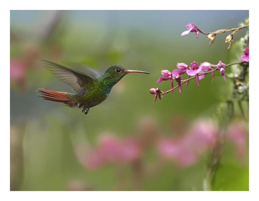 Rufous-Tailed Hummingbird Hovering Near Flower, Ecuador-Paper Art-26X20