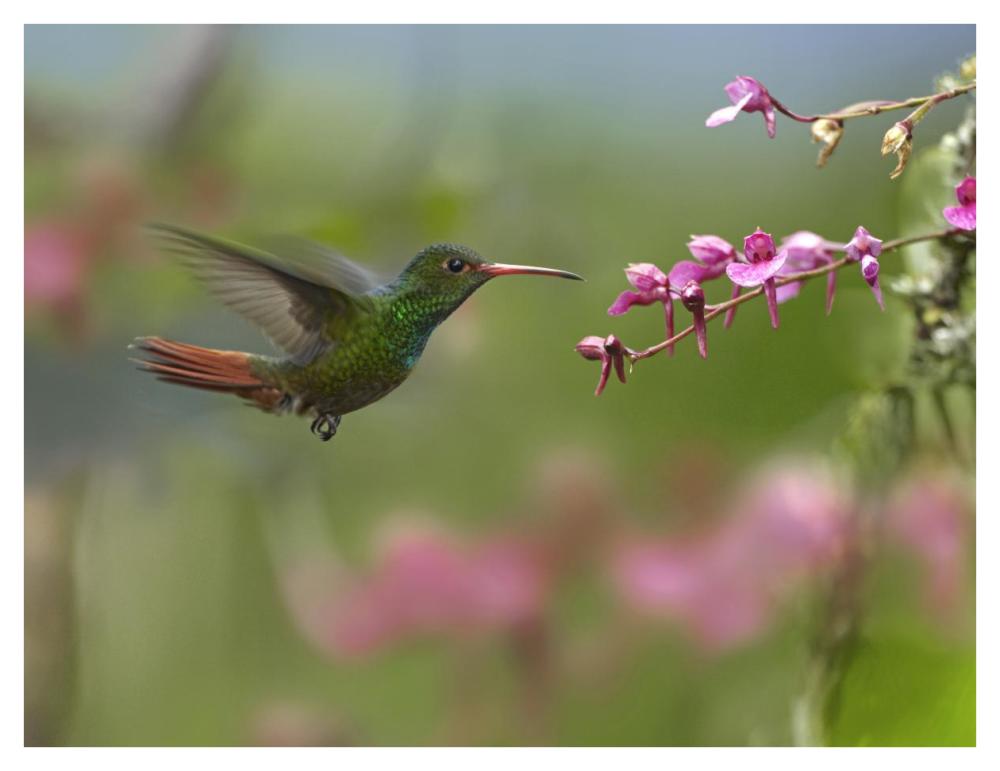 Rufous-Tailed Hummingbird Hovering Near Flower, Ecuador-Paper Art-42X32
