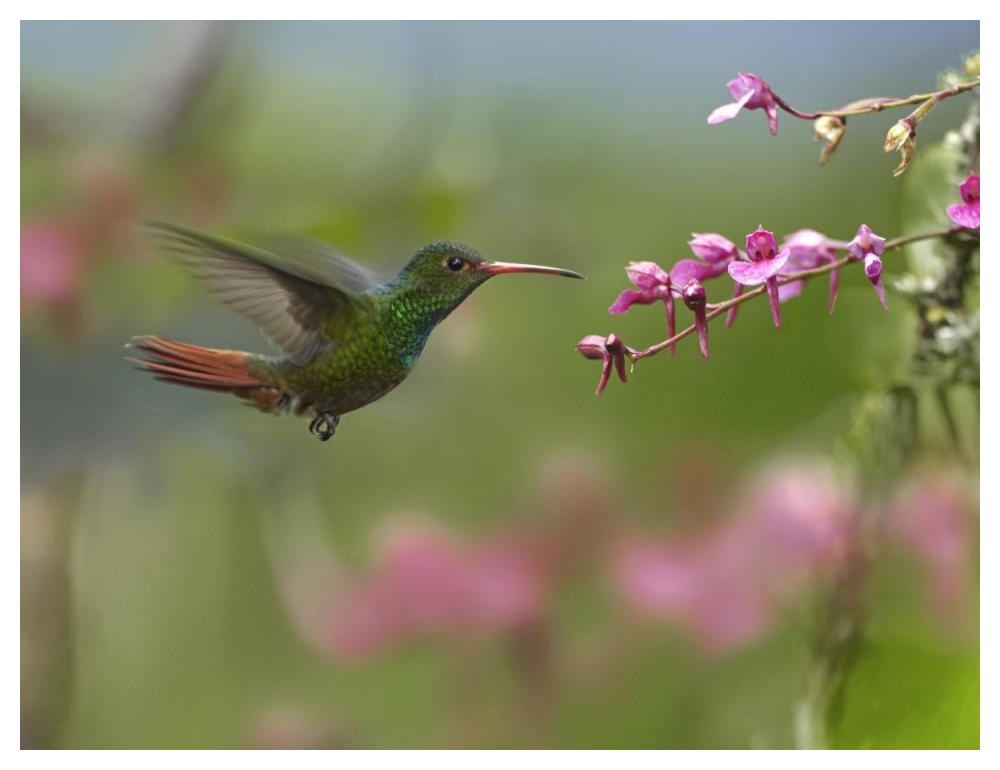 Rufous-Tailed Hummingbird Hovering Near Flower, Ecuador-Paper Art-50X38