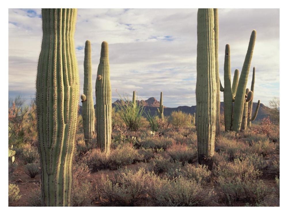 Safford Peak And Saguaro Saguaro National Park, Arizona-Paper Art-18X14