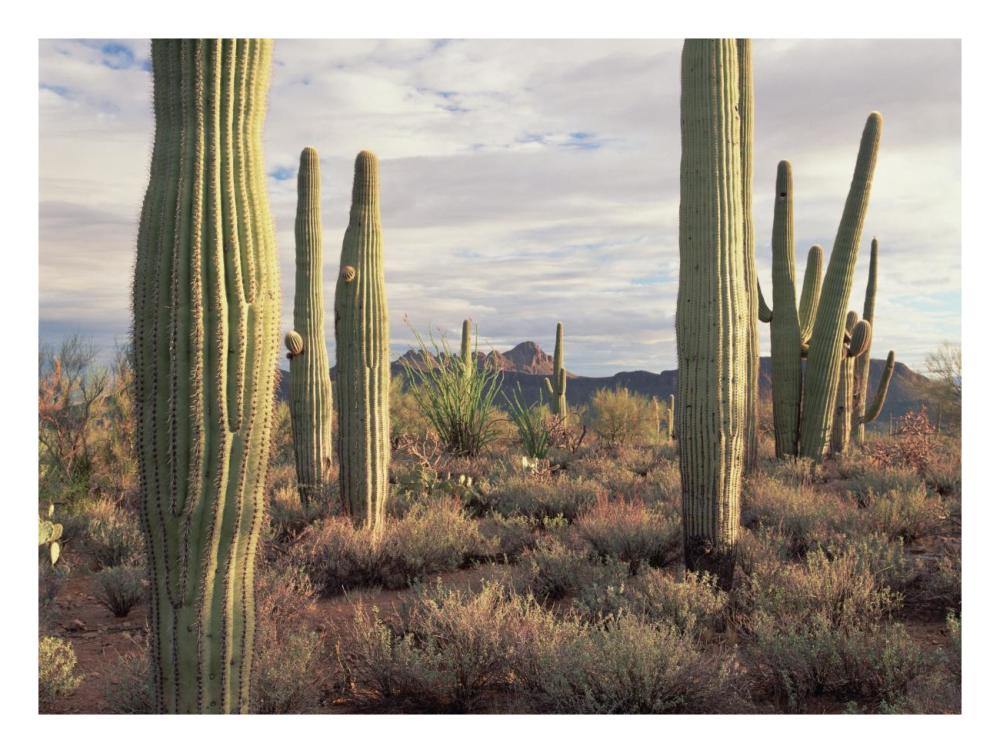 Safford Peak And Saguaro Saguaro National Park, Arizona-Paper Art-26X20