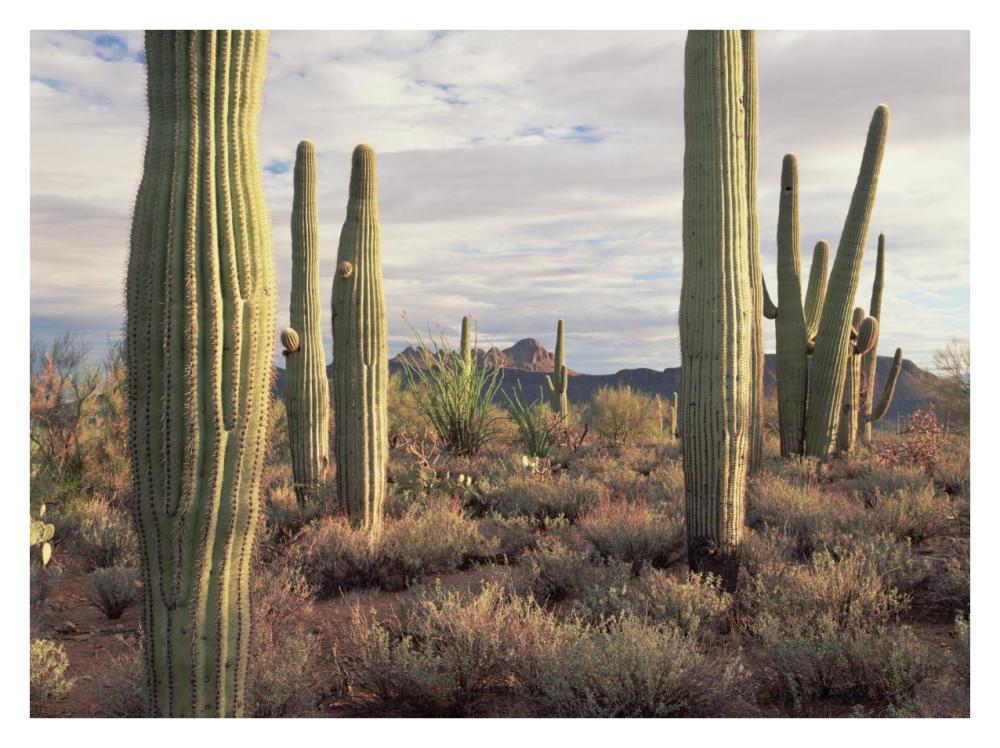 Safford Peak And Saguaro Saguaro National Park, Arizona-Paper Art-34X26