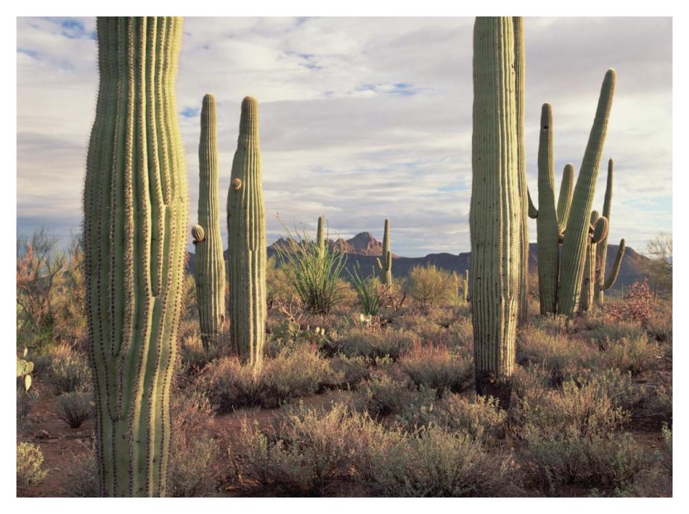 Safford Peak And Saguaro Saguaro National Park, Arizona-Paper Art-42X32