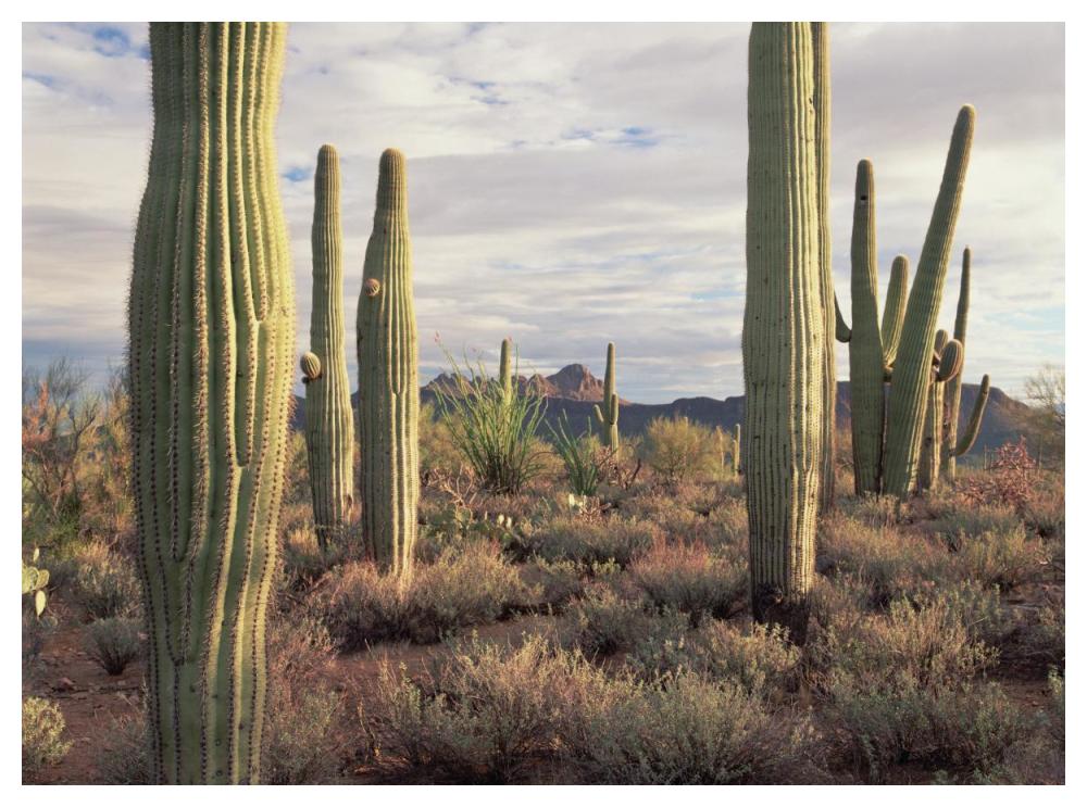 Safford Peak And Saguaro Saguaro National Park, Arizona-Paper Art-50X38