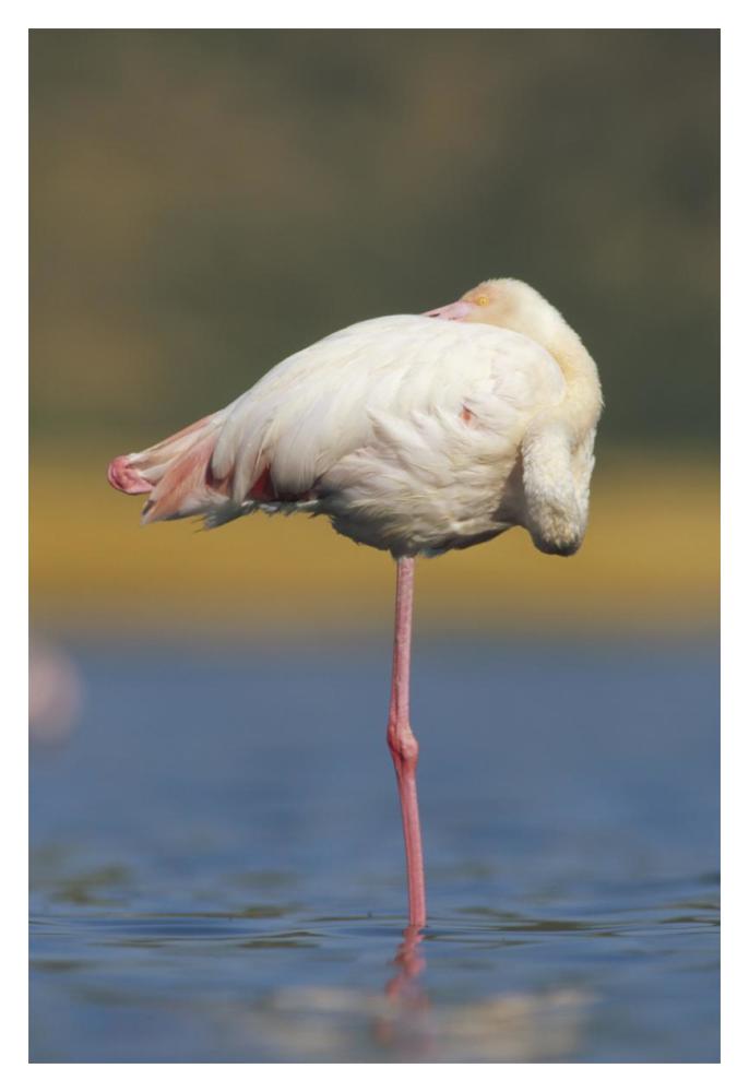 Greater Flamingo Standing On One Leg As It Rests, Kenya-Paper Art-14X20