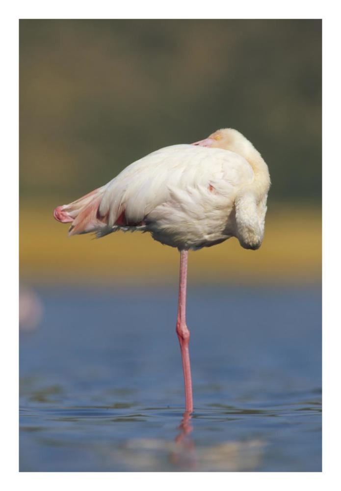 Greater Flamingo Standing On One Leg As It Rests, Kenya-Paper Art-18X26
