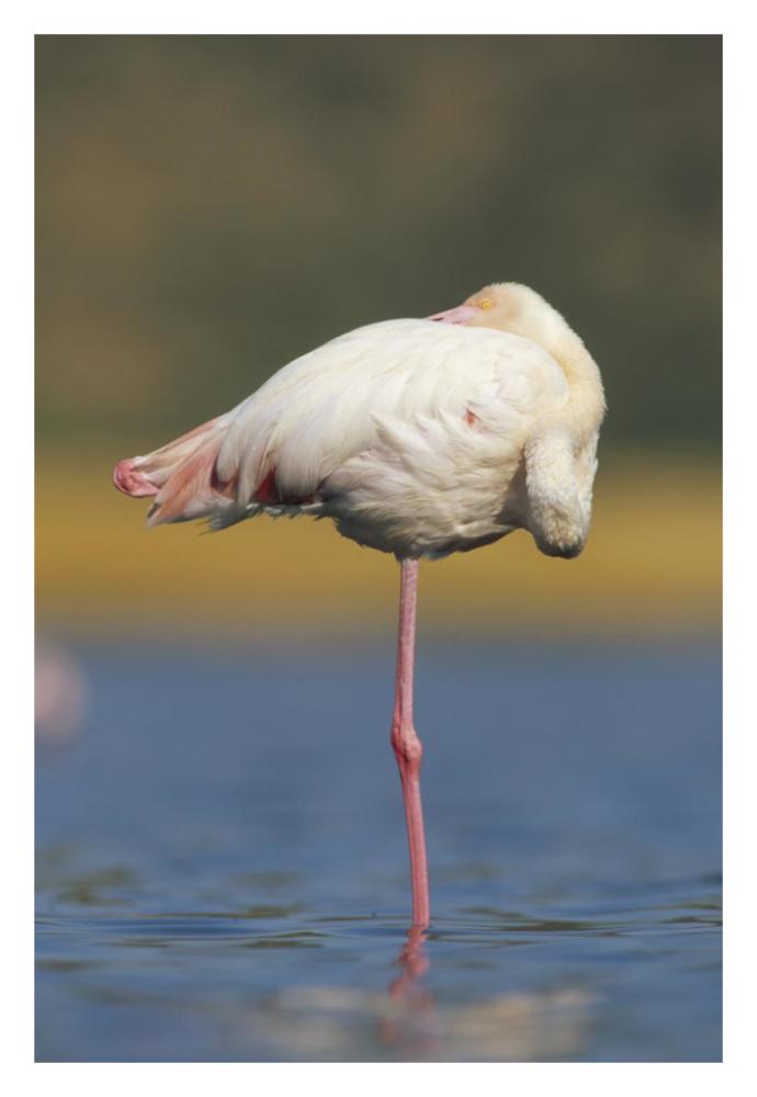 Greater Flamingo Standing On One Leg As It Rests, Kenya-Paper Art-22X32