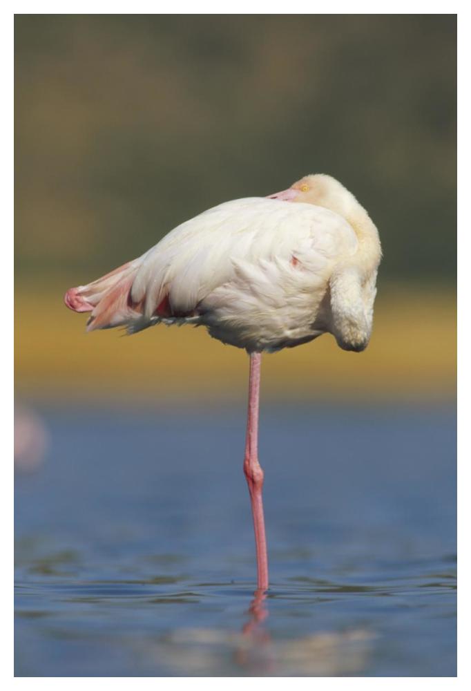 Greater Flamingo Standing On One Leg As It Rests, Kenya-Paper Art-34X50