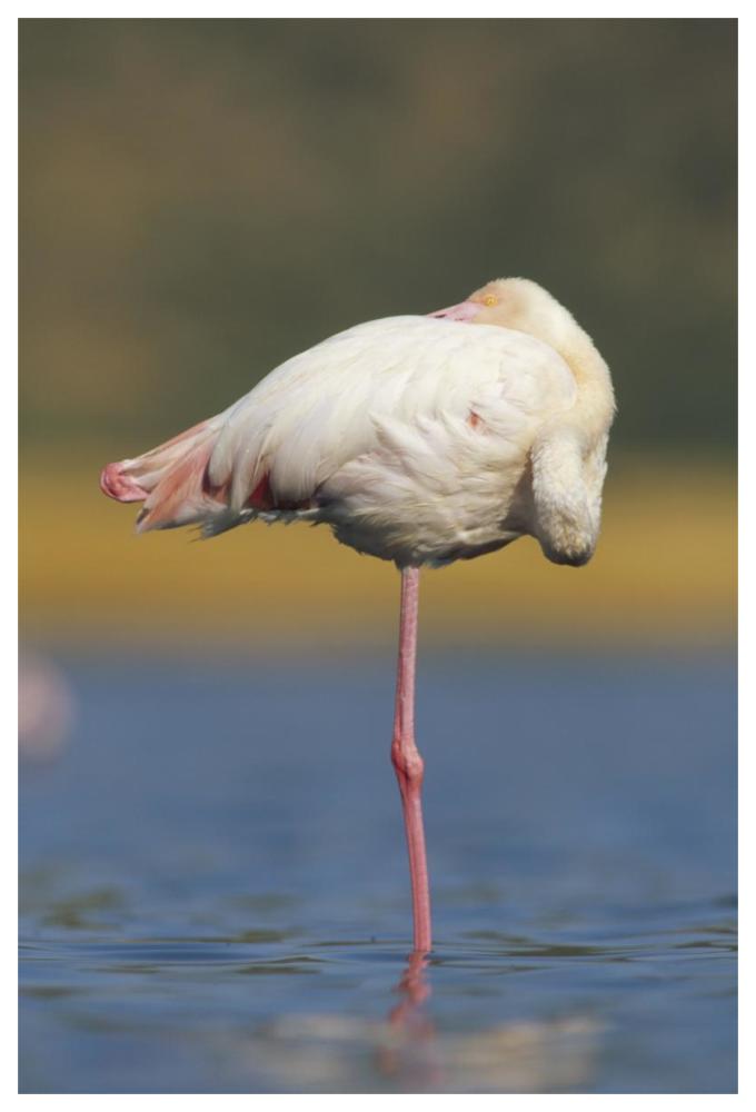 Greater Flamingo Standing On One Leg As It Rests, Kenya-Paper Art-42X62