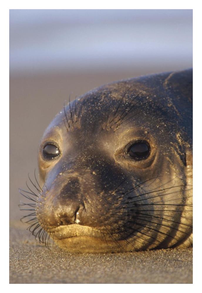 Northern Elephant Seal Portrait On Beach, North America-Paper Art-22X32