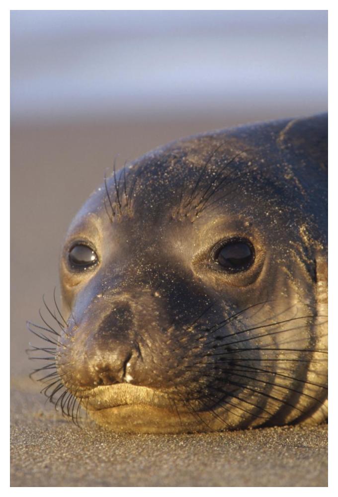 Northern Elephant Seal Portrait On Beach, North America-Paper Art-34X50