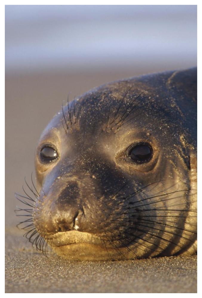 Northern Elephant Seal Portrait On Beach, North America-Paper Art-42X62
