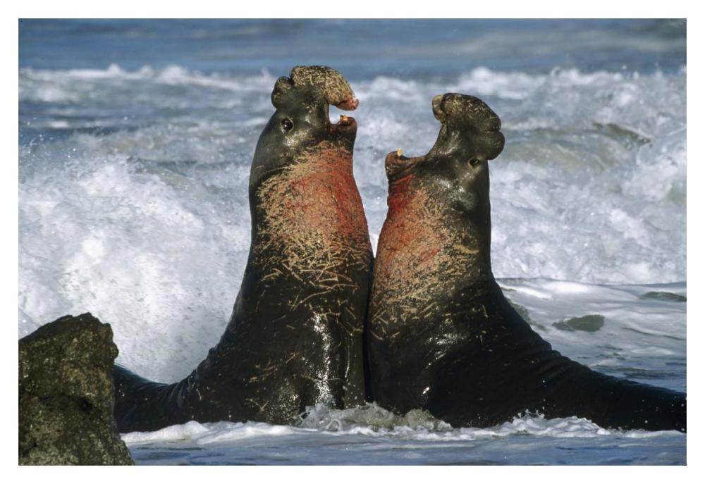 Northern Elephant Seal Males Fighting, California Coast-Paper Art-20X14
