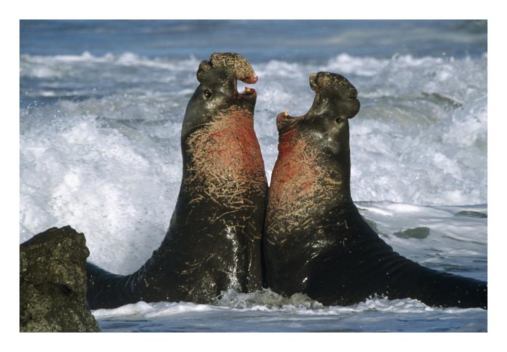 Northern Elephant Seal Males Fighting, California Coast-Paper Art-26X18