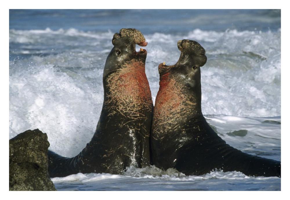 Northern Elephant Seal Males Fighting, California Coast-Paper Art-32X22