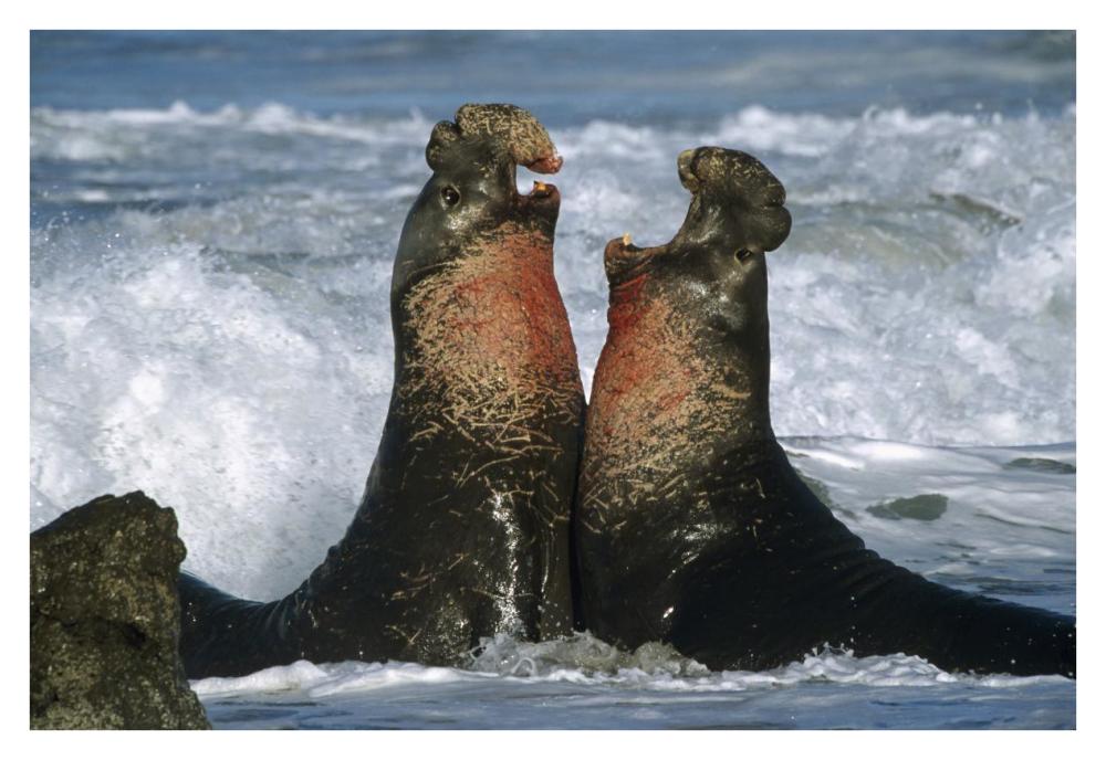 Northern Elephant Seal Males Fighting, California Coast-Paper Art-38X26