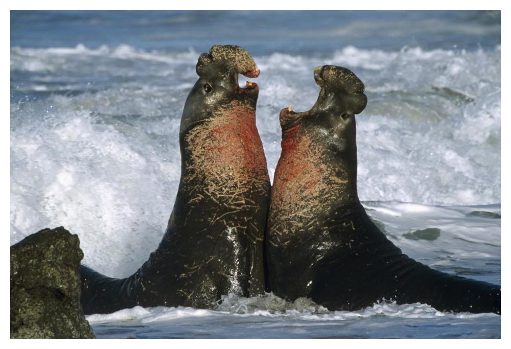 Northern Elephant Seal Males Fighting, California Coast-Paper Art-50X34